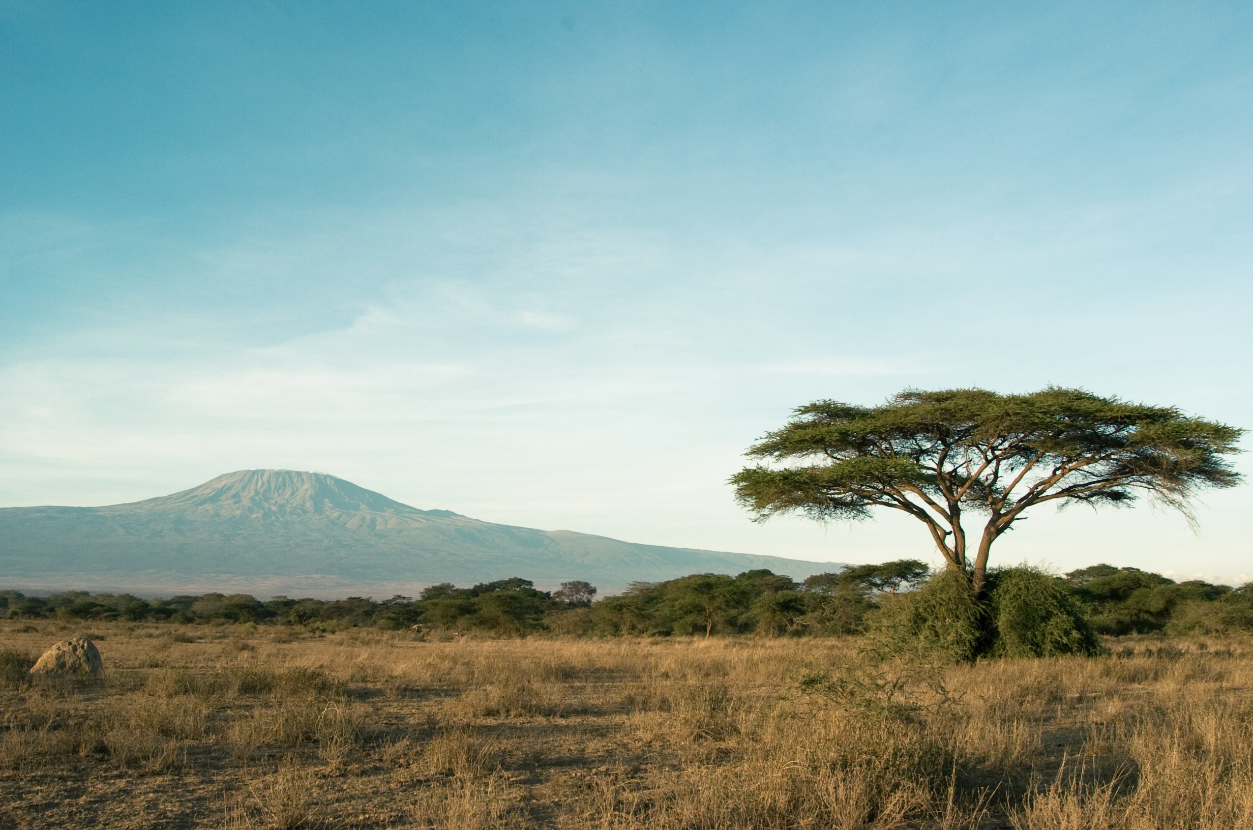 Góra Kilimanjaro widziana z zielonej sawanny w Kenii